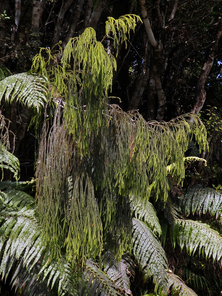 Dacrydium cupressinum Sol. ex Lamb.