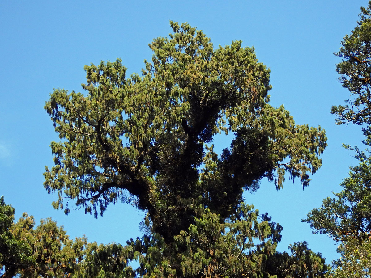 Dacrydium cupressinum Sol. ex Lamb.