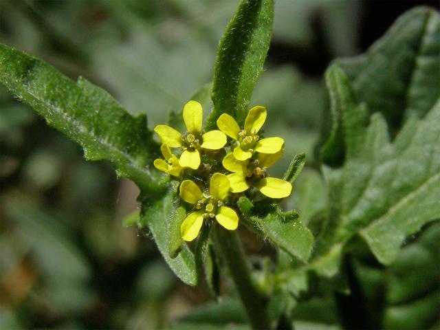 Hulevník lékařský (Sisymbrium officinale (L.) Scop.)