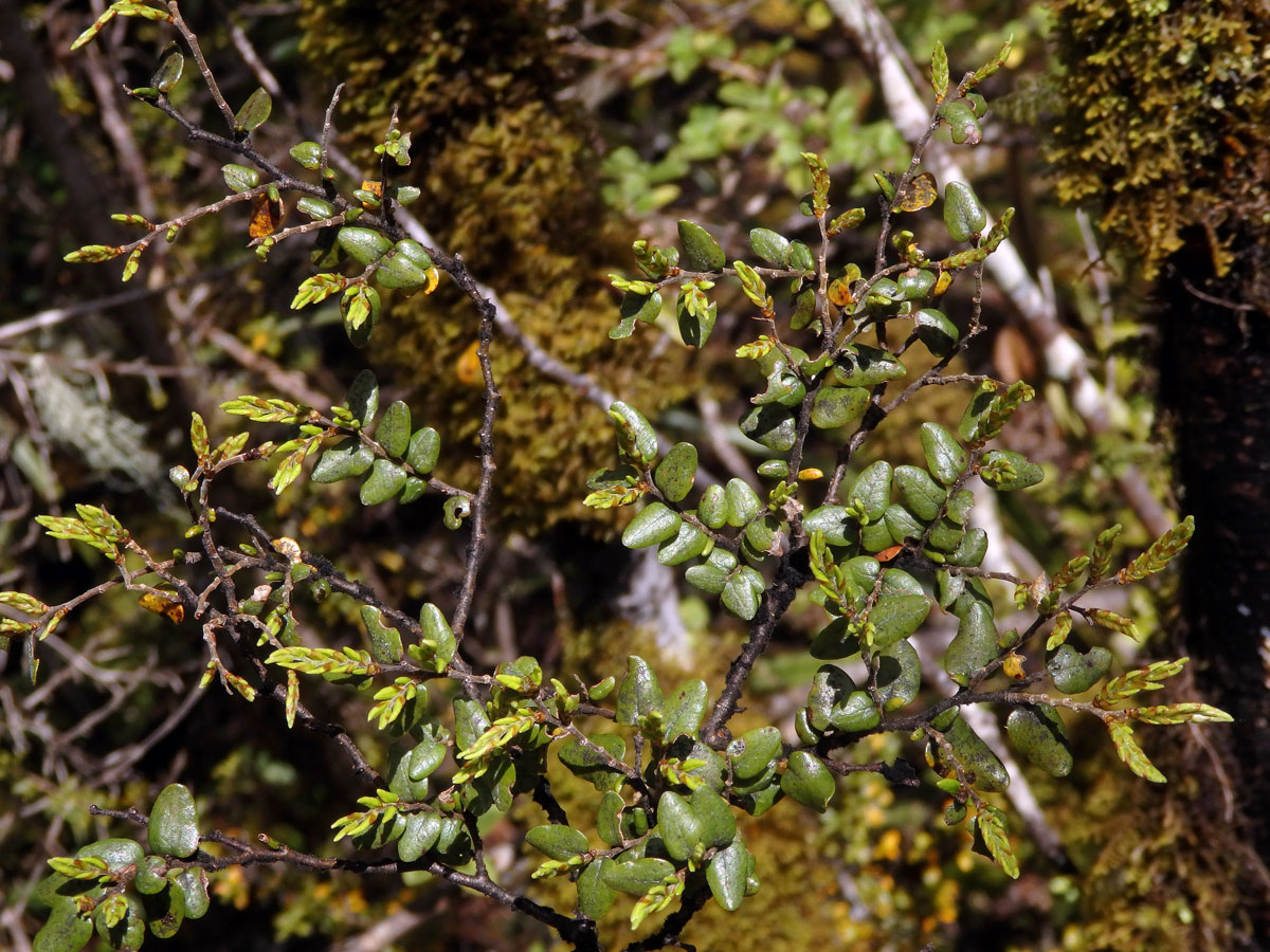 Fuscospora cliffortioides (Hook. f.) Heenan & Smissen