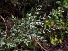 Fuscospora cliffortioides (Hook. f.) Heenan & Smissen