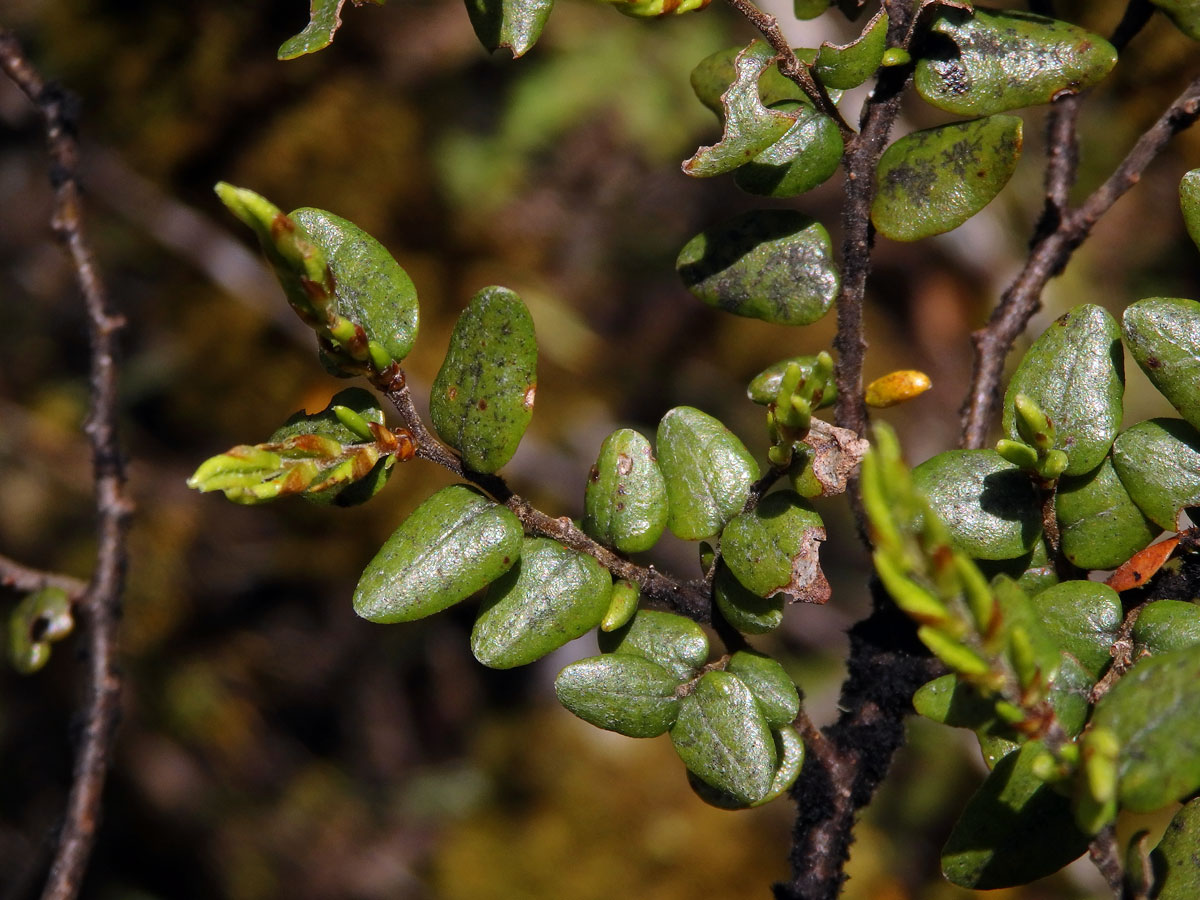 Fuscospora cliffortioides (Hook. f.) Heenan & Smissen