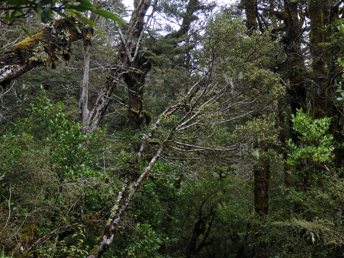 Fuscospora cliffortioides (Hook. f.) Heenan & Smissen