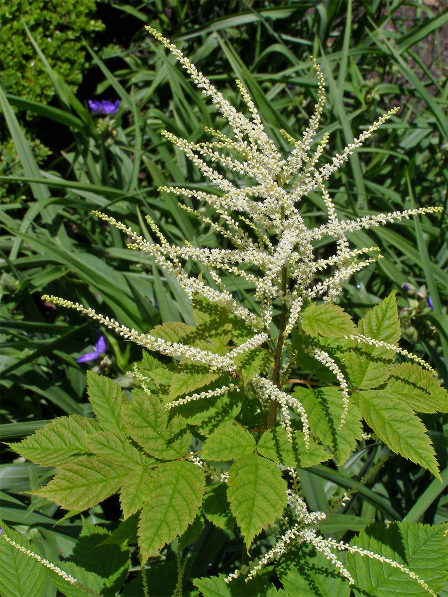 Udatna lesní (Aruncus vulgaris Rafin.)