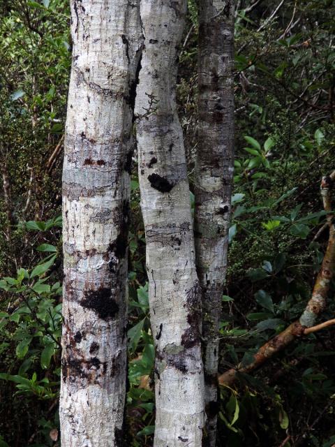 Fuscospora cliffortioides (Hook. f.) Heenan & Smissen