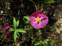 Cist (Cistus × purpureus Lam.)