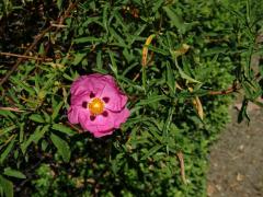 Cist (Cistus × purpureus Lam.)