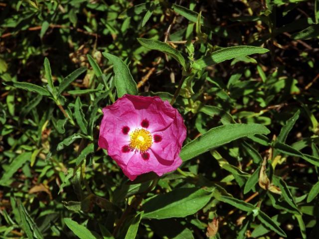 Cist (Cistus × purpureus Lam.)