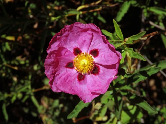 Cist (Cistus × purpureus Lam.)