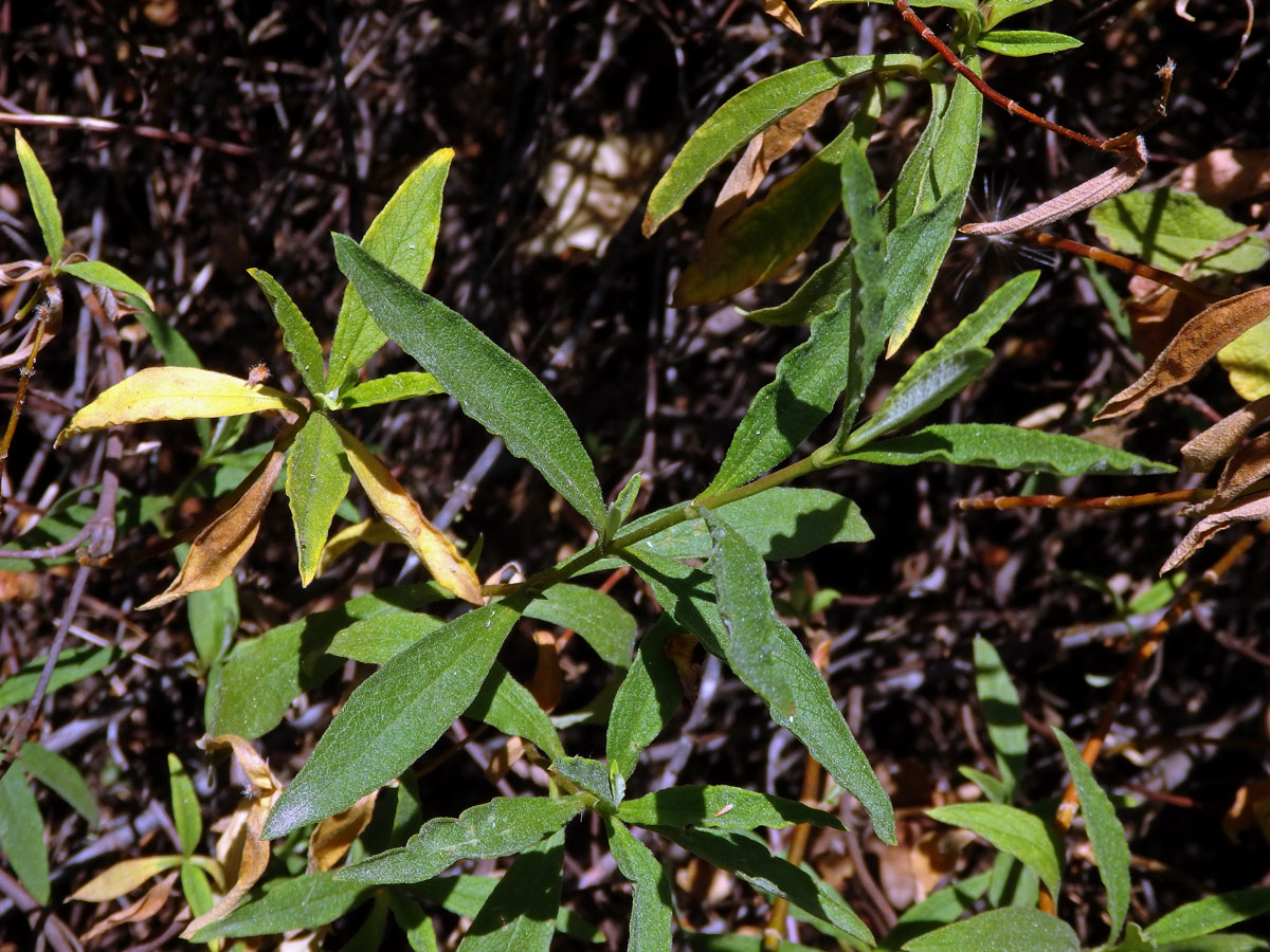 Cist (Cistus × purpureus Lam.)