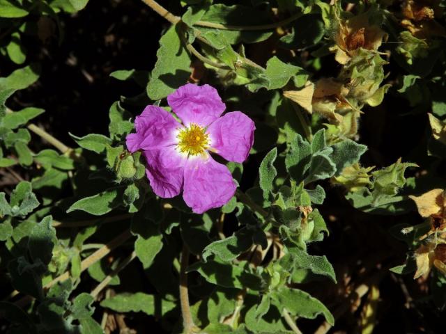 Cist (Cistus creticus L. subsp. creticus)