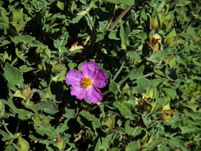 Cist (Cistus creticus L. subsp. creticus)