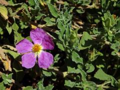 Cist (Cistus creticus L. subsp. creticus)