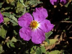 Cist (Cistus creticus L. subsp. creticus)