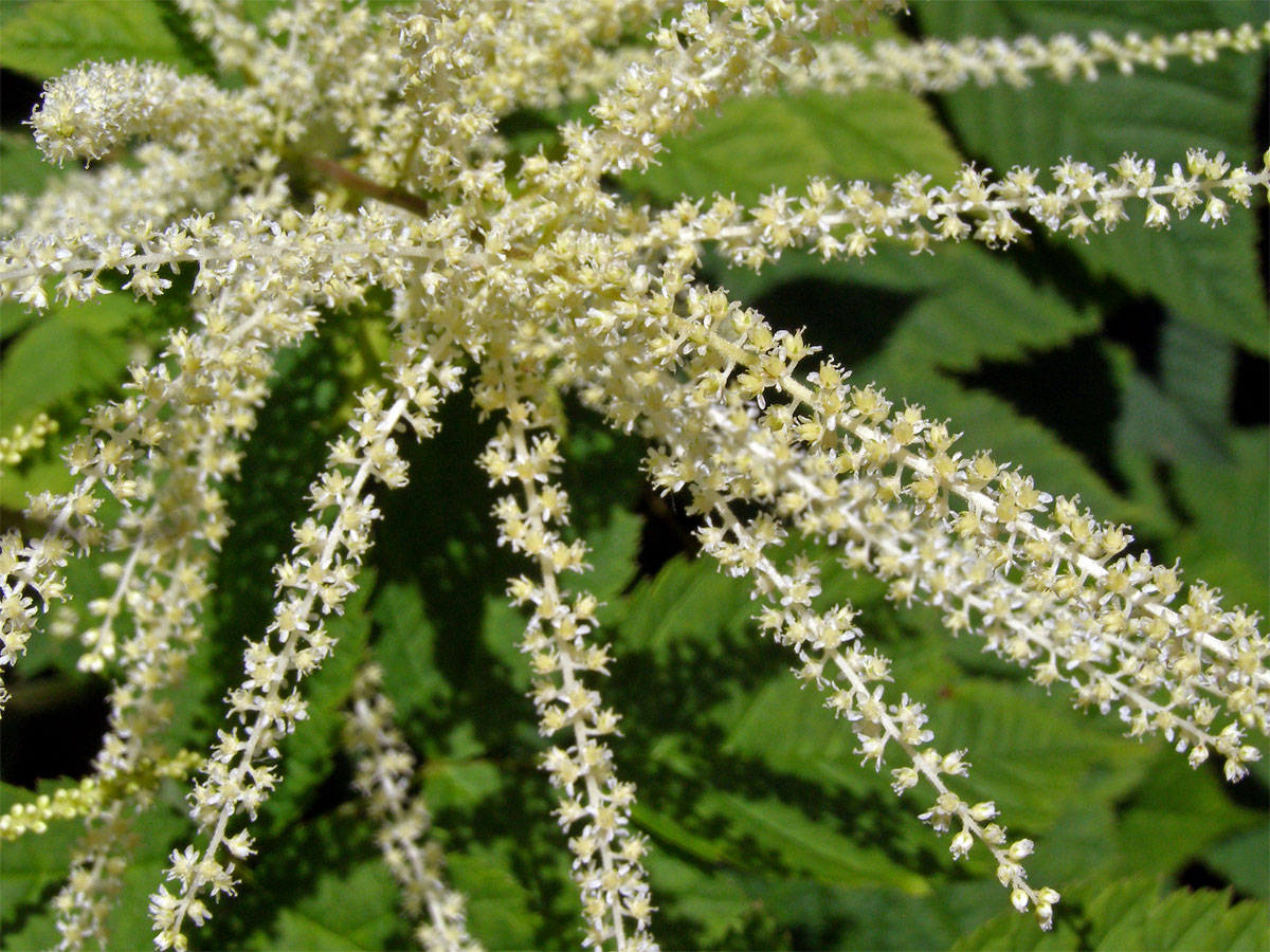 Udatna lesní (Aruncus vulgaris Rafin.)