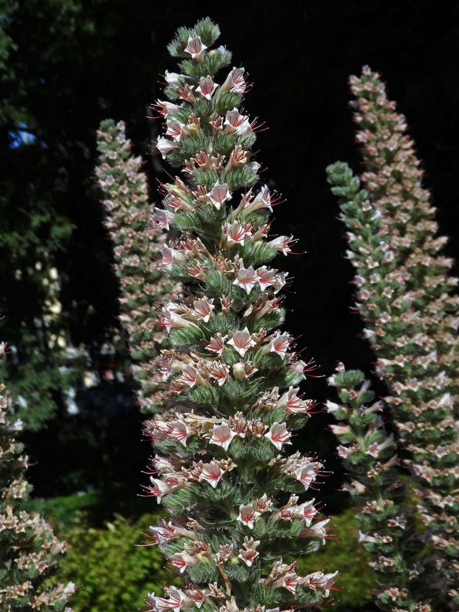 Hadinec (Echium asperrimum Lam.)