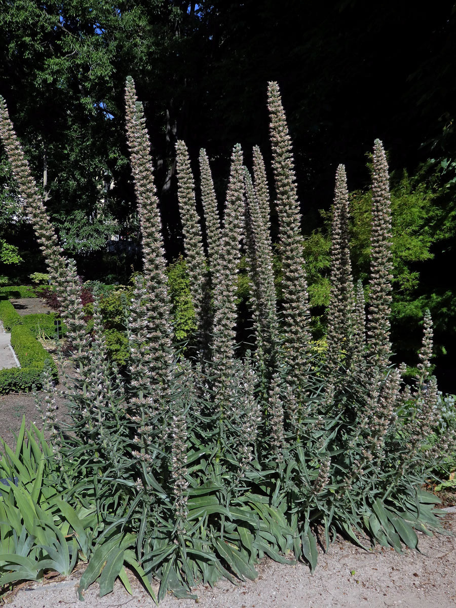 Hadinec (Echium asperrimum Lam.)