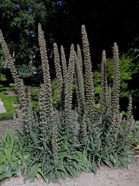 Hadinec (Echium asperrimum Lam.)