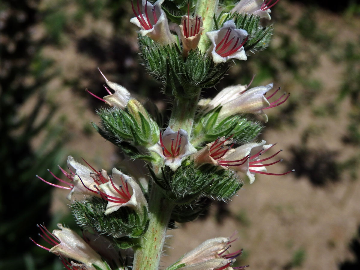 Hadinec (Echium asperrimum Lam.)