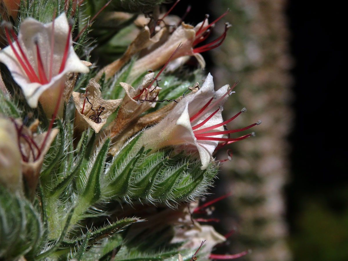 Hadinec (Echium asperrimum Lam.)