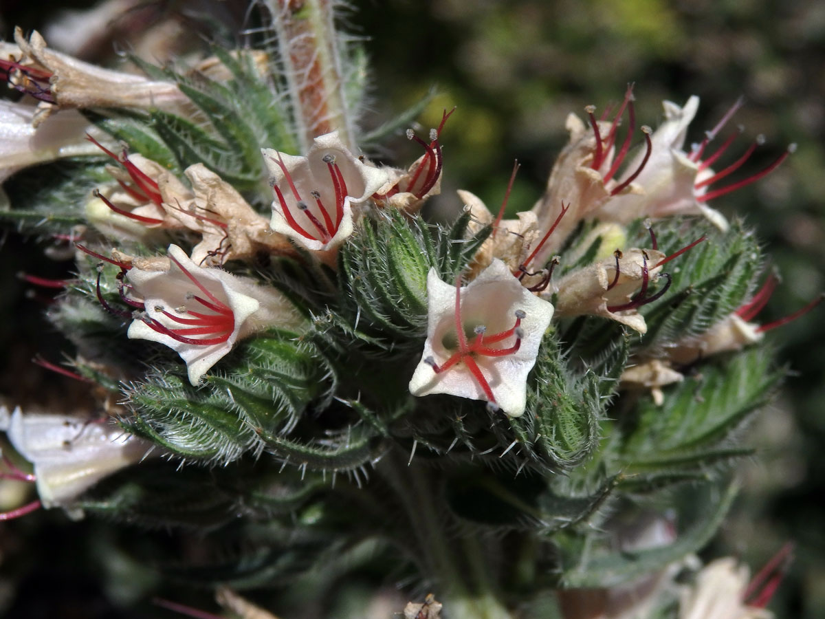 Hadinec (Echium asperrimum Lam.)