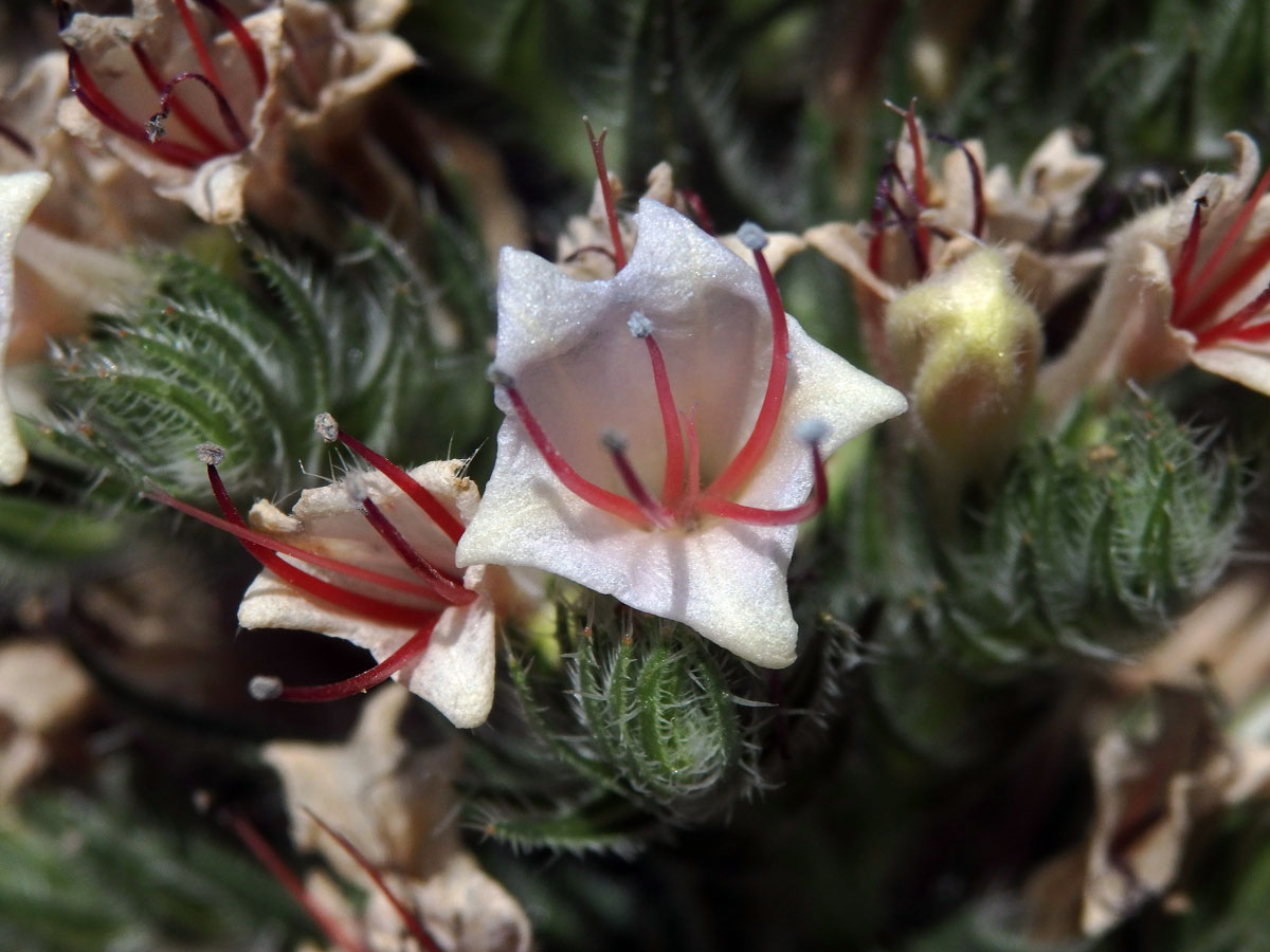 Hadinec (Echium asperrimum Lam.)