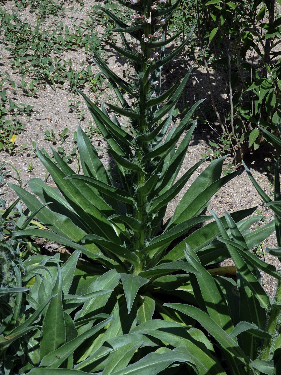 Hadinec (Echium asperrimum Lam.)