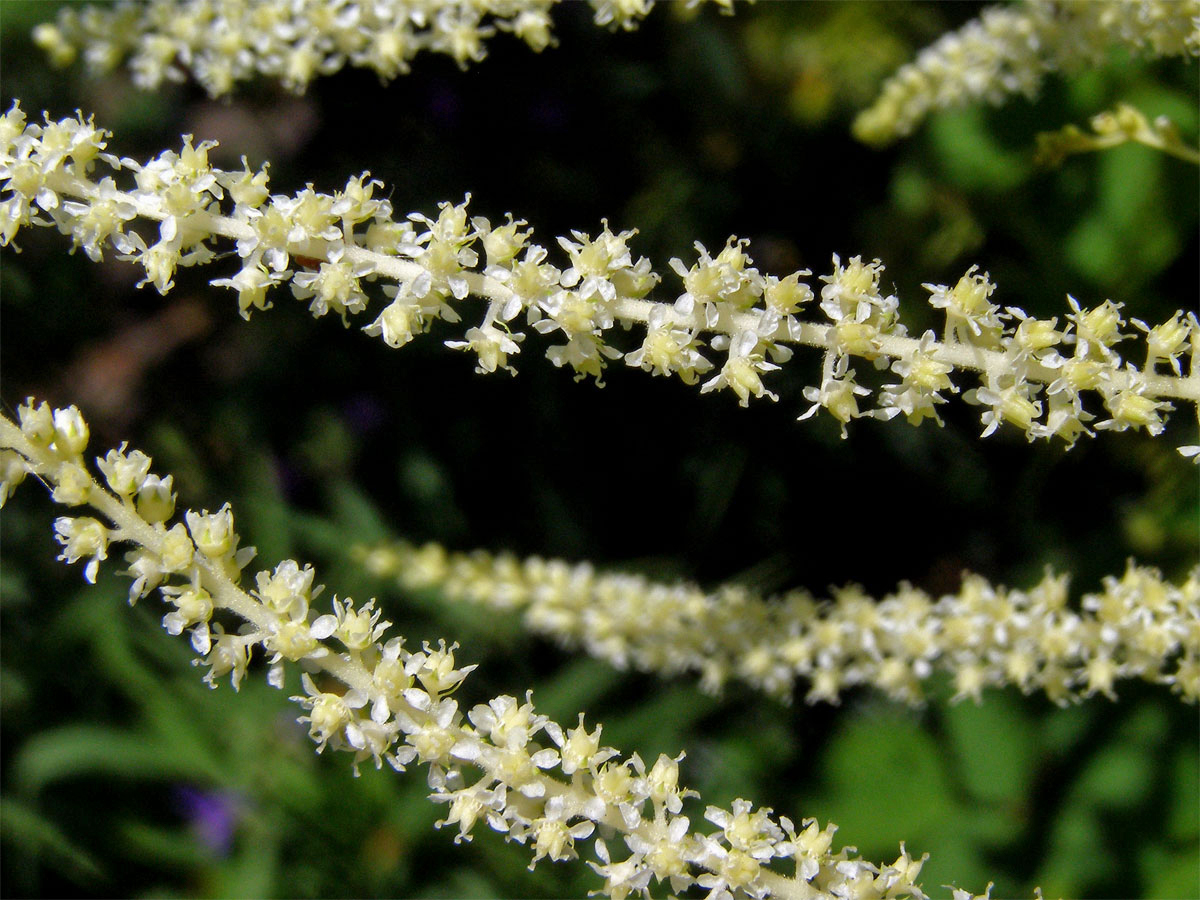 Udatna lesní (Aruncus vulgaris Rafin.)