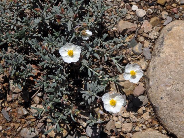 Devaterník apeninský (Helianthemum apenninum (L.) Mill.)