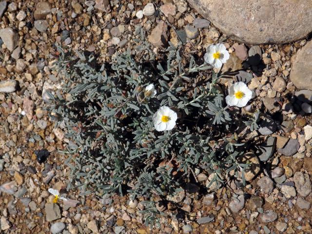 Devaterník apeninský (Helianthemum apenninum (L.) Mill.)