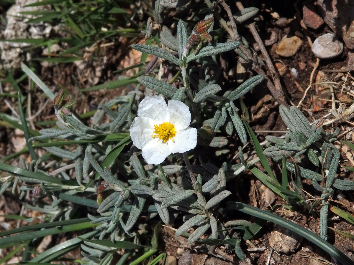 Devaterník apeninský (Helianthemum apenninum (L.) Mill.)