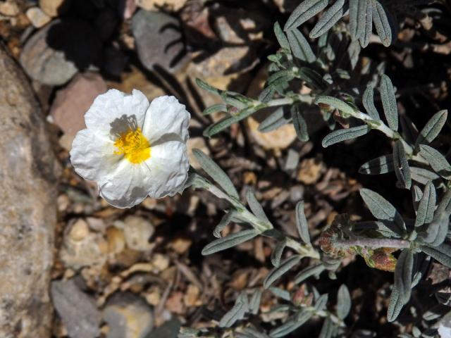 Devaterník apeninský (Helianthemum apenninum (L.) Mill.)