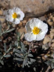 Devaterník apeninský (Helianthemum apenninum (L.) Mill.)