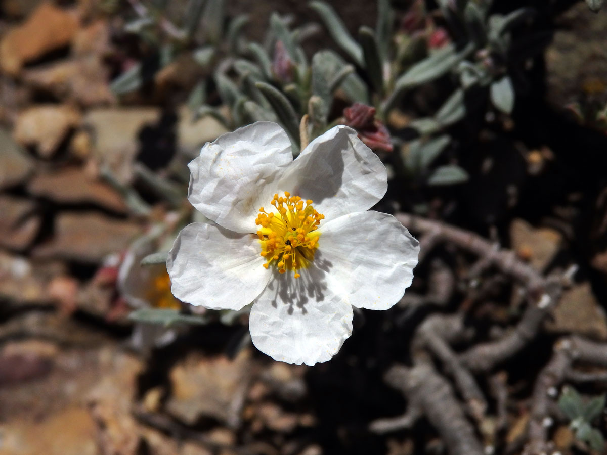 Devaterník apeninský (Helianthemum apenninum (L.) Mill.)