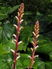 Záraza břečťanová (Orobanche hederae Duby)