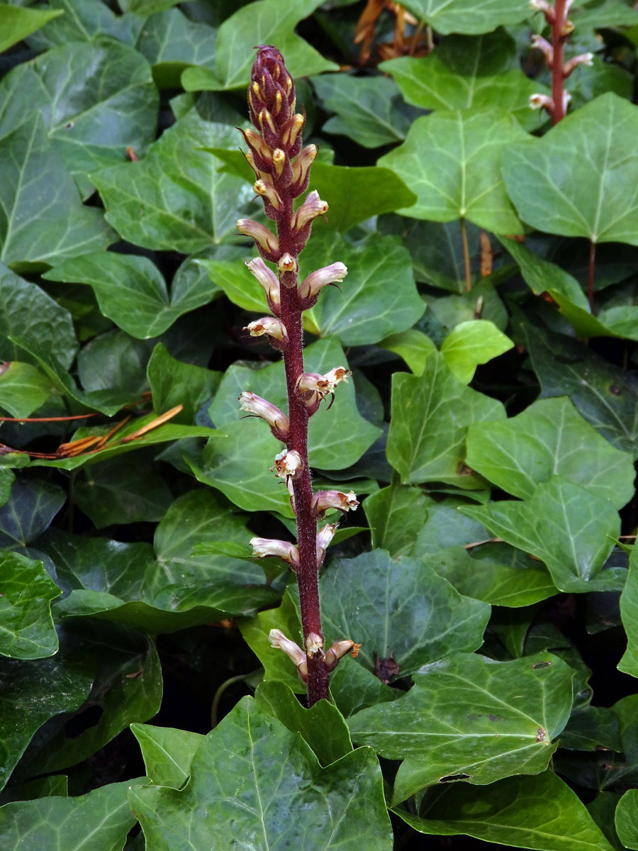 Záraza břečťanová (Orobanche hederae Duby)