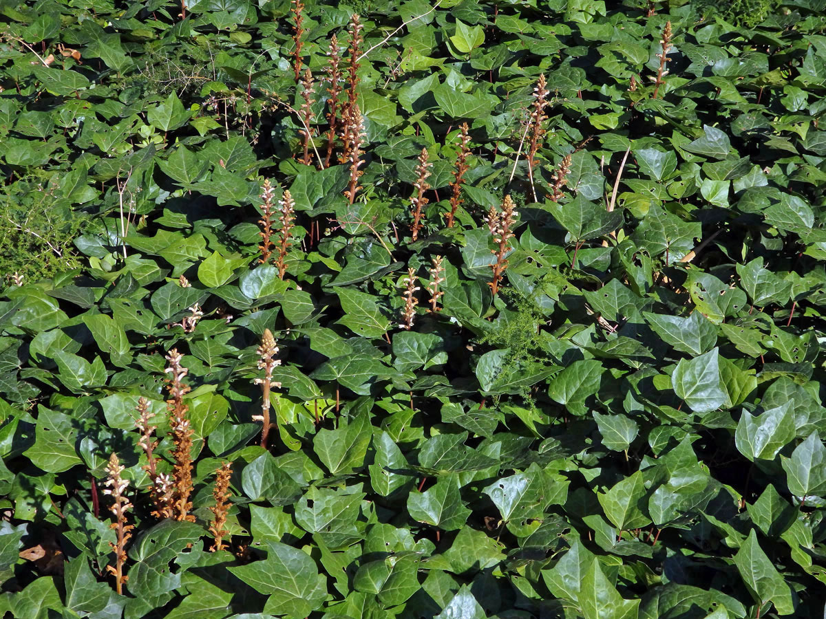 Záraza břečťanová (Orobanche hederae Duby)