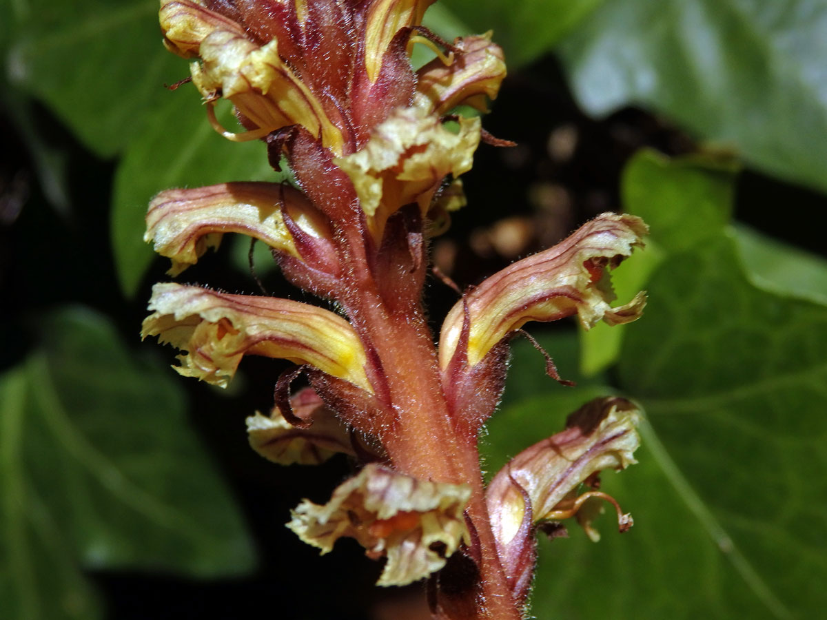 Záraza břečťanová (Orobanche hederae Duby)