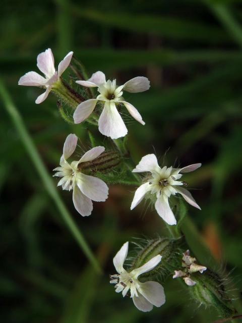 Silenka galská (Silene gallica L.)