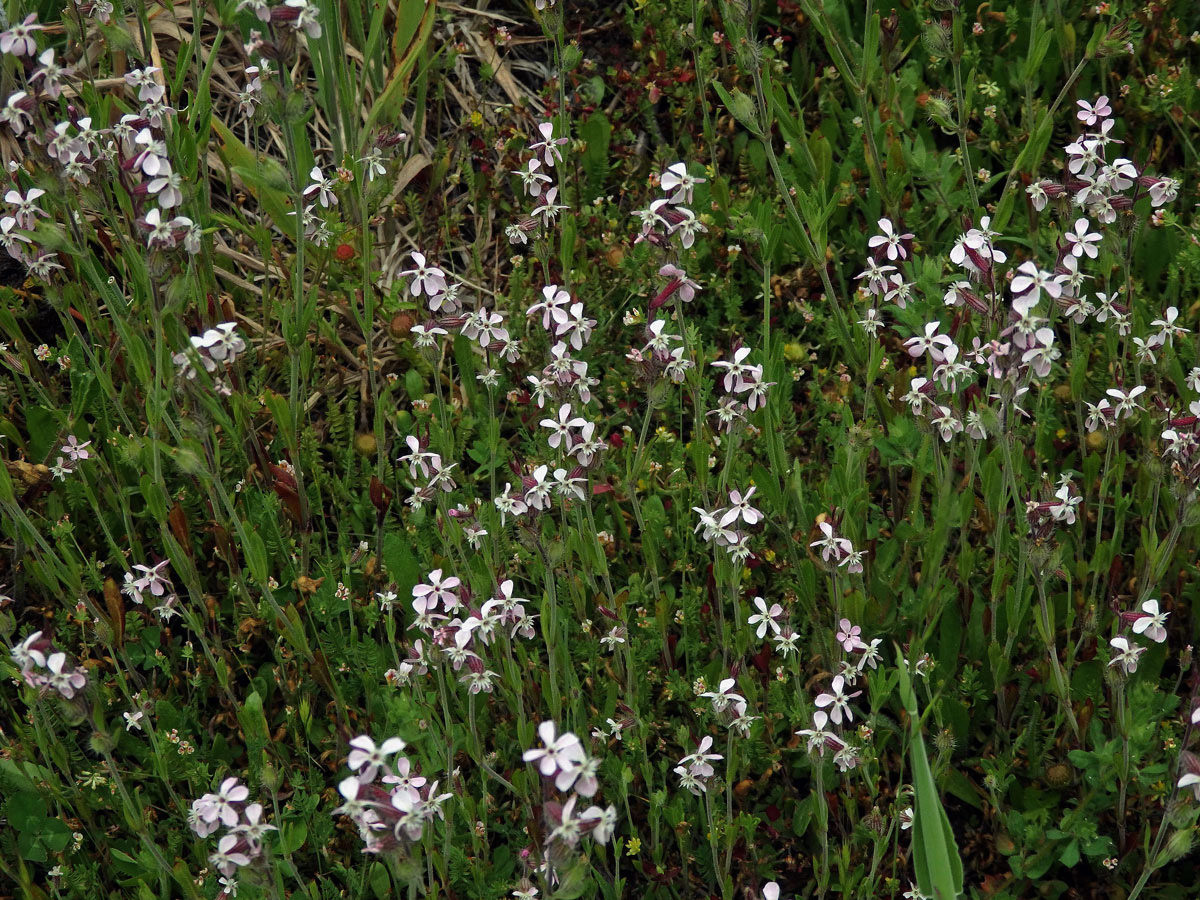 Silenka galská (Silene gallica L.)