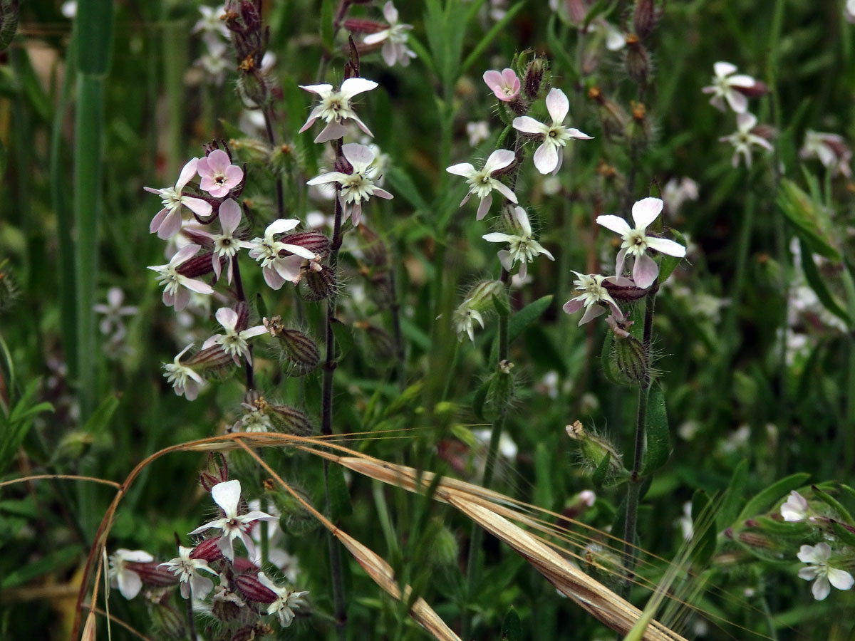 Silenka galská (Silene gallica L.)