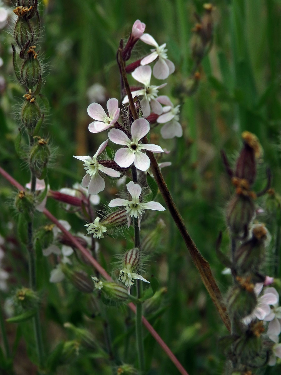 Silenka galská (Silene gallica L.)