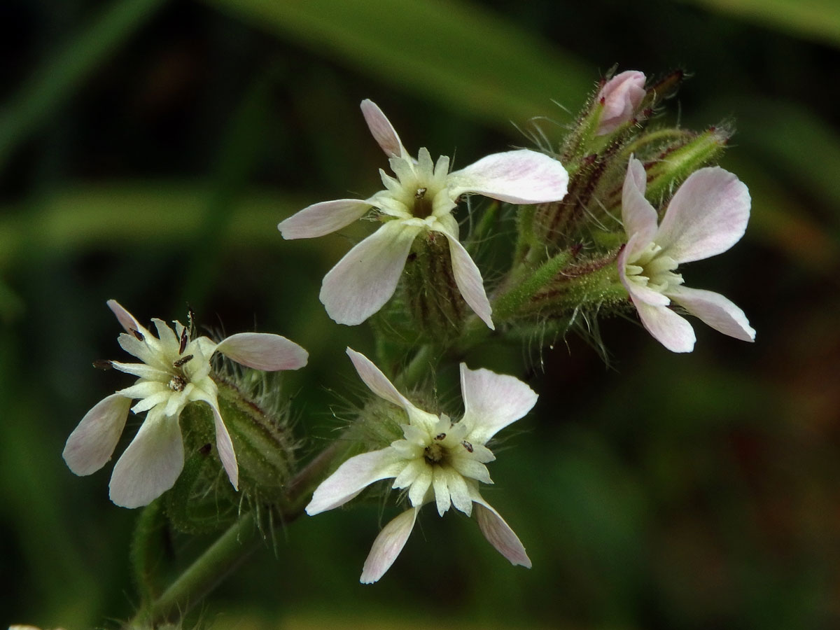 Silenka galská (Silene gallica L.)