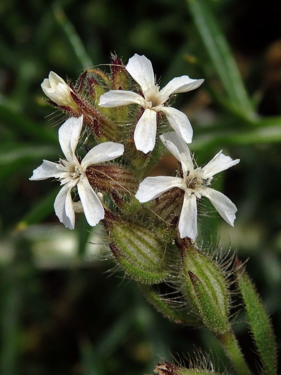 Silenka galská (Silene gallica L.)