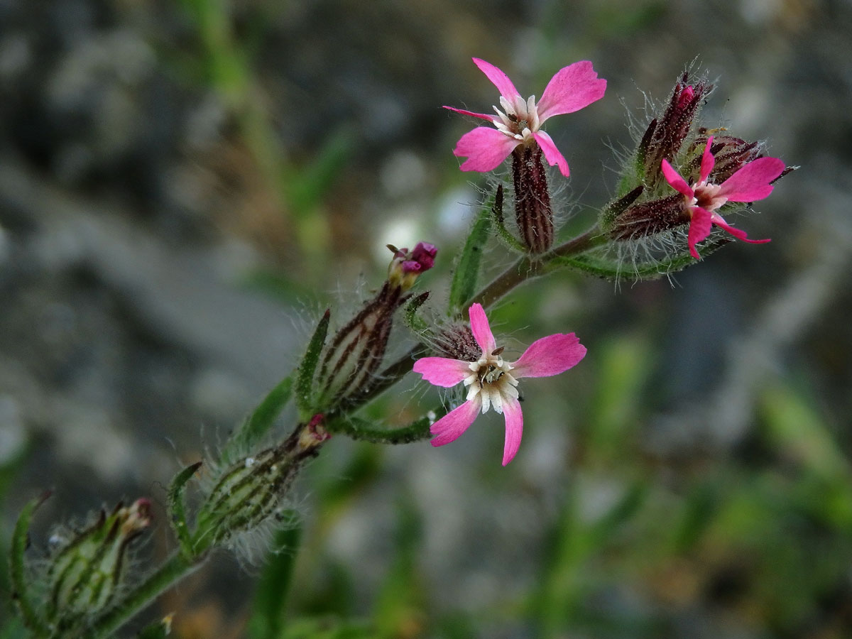 Silenka galská (Silene gallica L.)