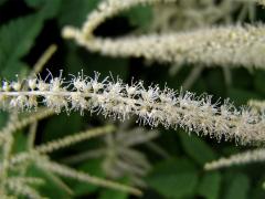 Udatna lesní (Aruncus vulgaris Rafin.)