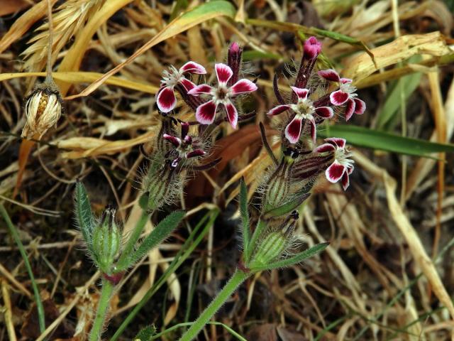 Silenka galská (Silene gallica L.)