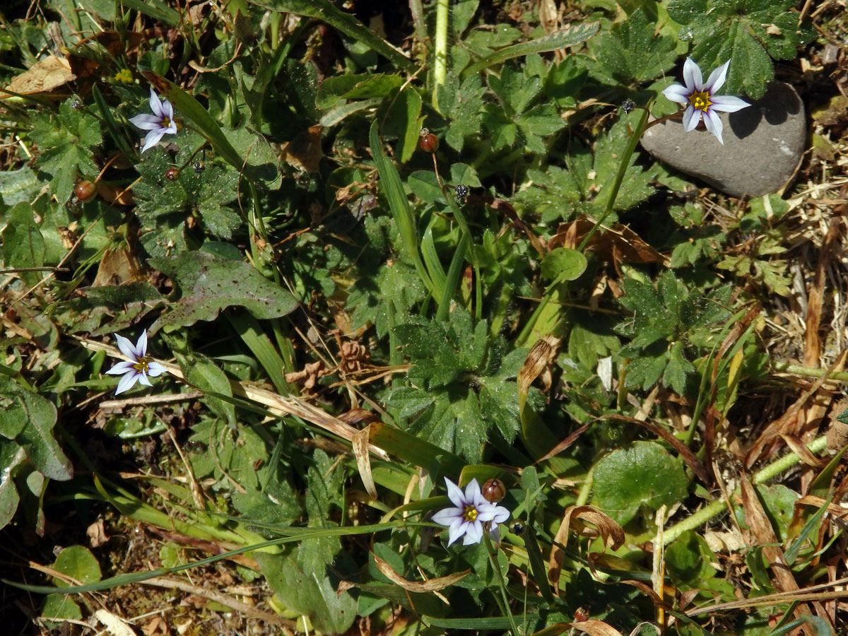 Badil (Sisyrinchium micranthum Cav.)