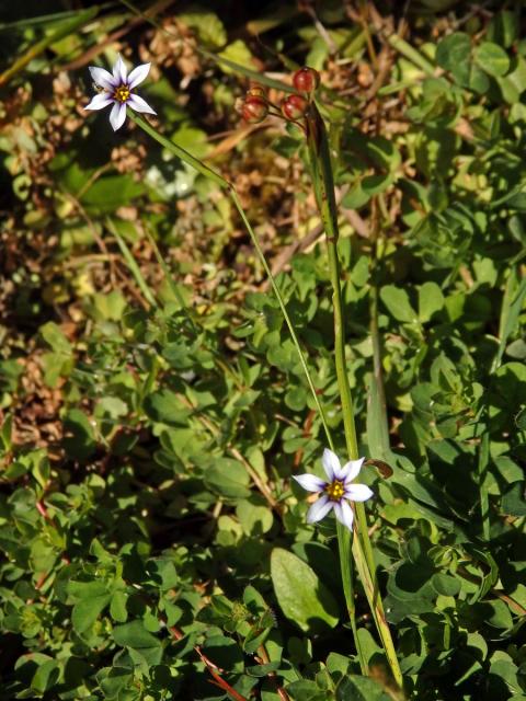 Badil (Sisyrinchium micranthum Cav.)