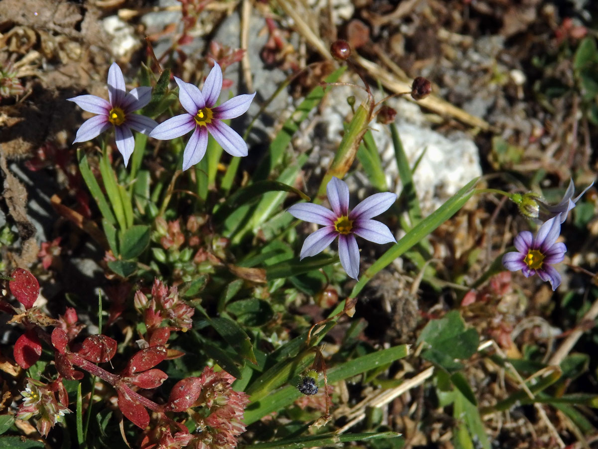 Badil (Sisyrinchium micranthum Cav.)